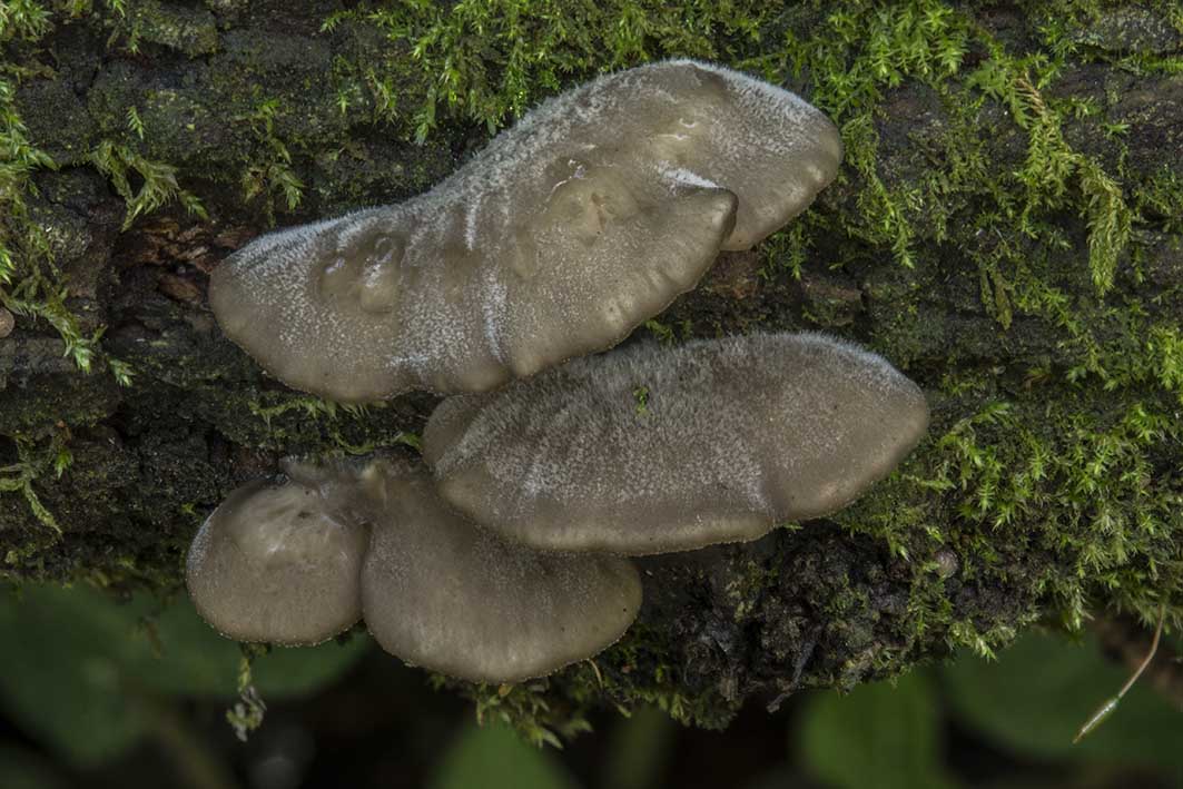 Hohenbuehelia petaloides ??